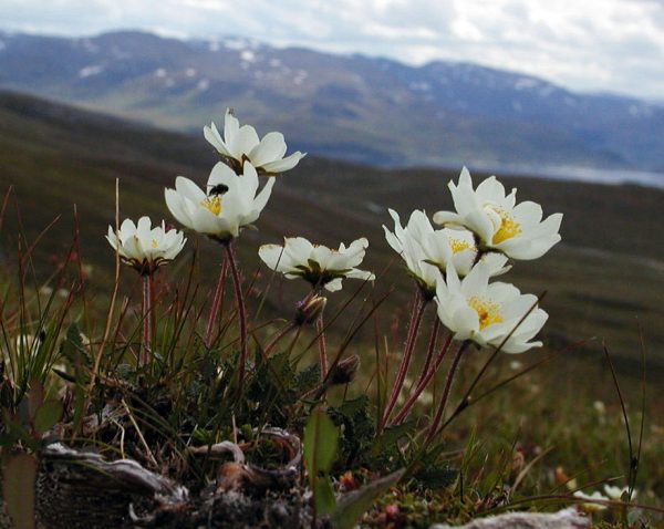 Dryas octopetala