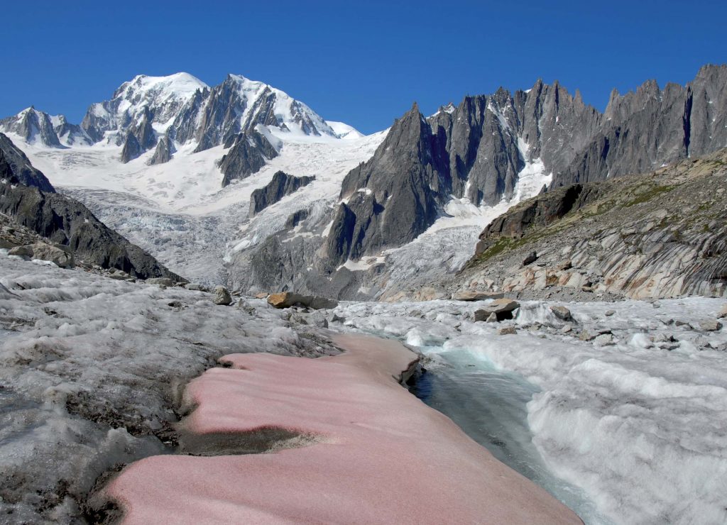 Neige rouge sur le glacier de Talèfre