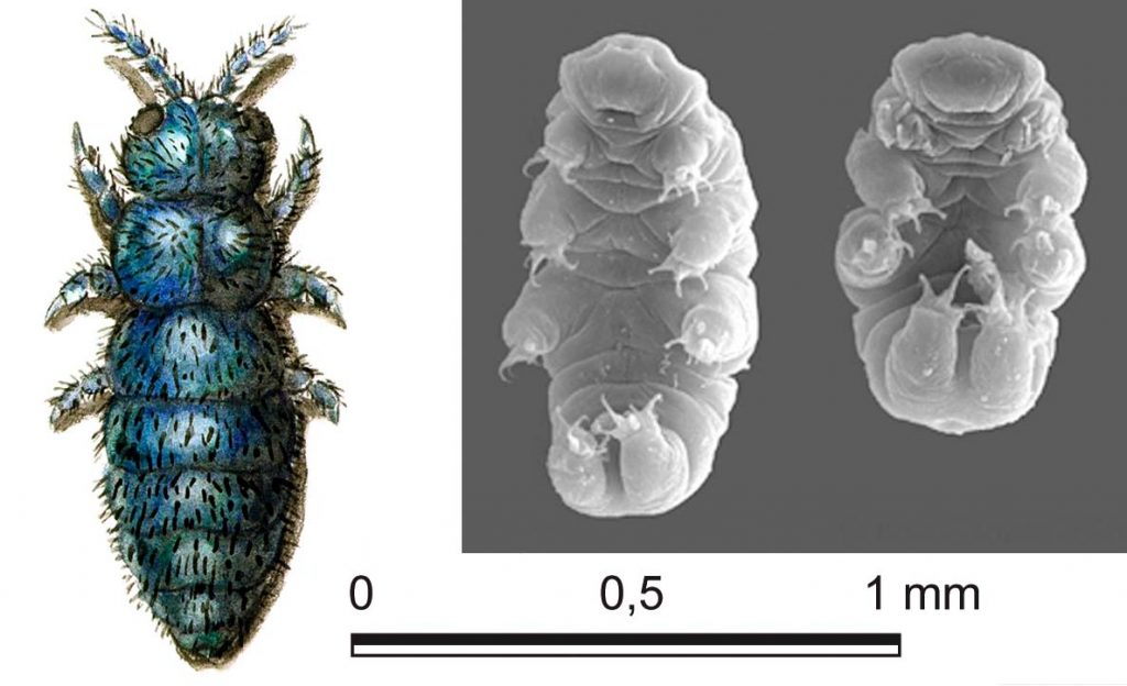 Puce des glaciers" Desoria" et Tardigrade © A. Zryd