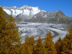 Le glacier et la forêt d’Aletsch en 2005 © S Coutterand