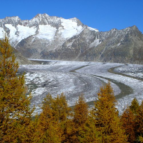 Le glacier et la forêt d’Aletsch en 2005 © S Coutterand