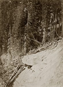 Photo Dollfus-Ausset, le glacier d’Aletsch s’avance dans la forêt, © JHV
