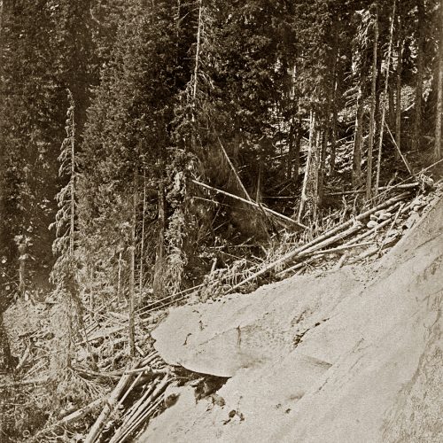 Photo Dollfus-Ausset, le glacier d’Aletsch s’avance dans la forêt, © JHV